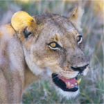 Lioness - Sabi Sand